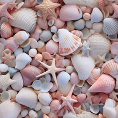 sea shells and starfish are grouped together