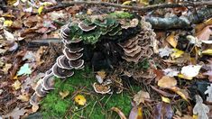 mushrooms and moss growing on the ground surrounded by leaves