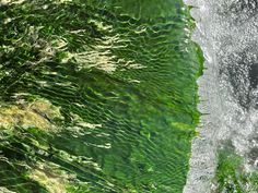 an aerial view of the water and vegetation in this photo, looking down at it's surface