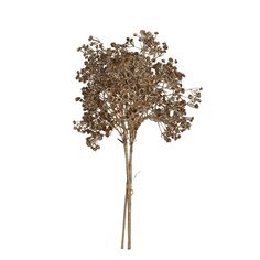 a tree with lots of brown leaves on it's branches, against a white background