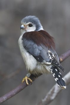 a small bird sitting on top of a tree branch