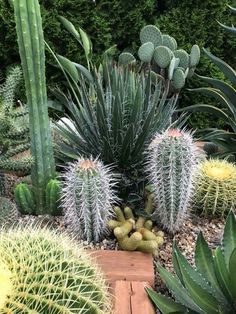 many different types of cacti in a garden