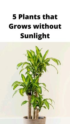 a potted plant with the words 5 plants that grows without sunlight in front of it