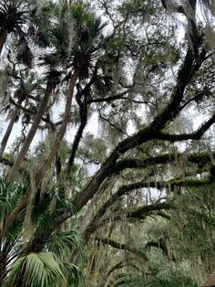 the trees are covered with moss and hanging from the branches in this tropical forest area