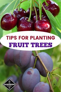 plums hanging from a tree with the words tips for planting fruit trees on it