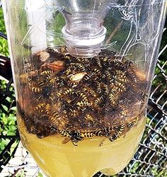 a glass jar filled with lots of bees sitting on top of a metal wire fence