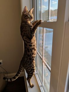 a cat is standing on its hind legs and reaching out the window to catch something