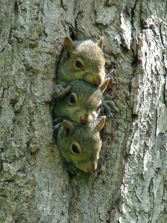 three baby squirrels are peeking out from the bark of a tree