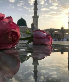 two pink roses sitting on top of a table next to a tall building with a clock tower in the background