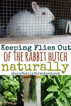 a rabbit in a cage with the words keeping flies out of the rabbit hutch naturally