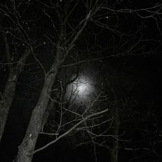 the moon shines brightly in the dark night sky above trees and snow covered ground