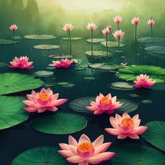 pink water lilies floating on top of green leaves