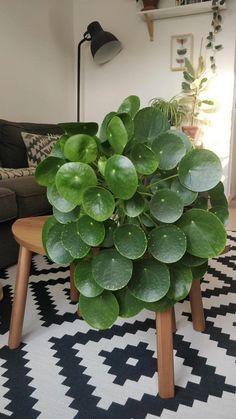 a large green plant sitting on top of a wooden table in front of a couch