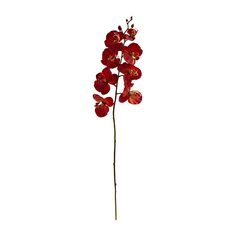 a single red flower is shown against a white background in this image, it appears to be an orchid