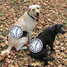 two dogs with clocks on their collars sitting in leaves