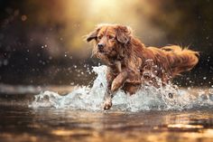 a dog is running through the water