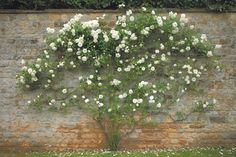 white flowers growing on the side of a brick wall