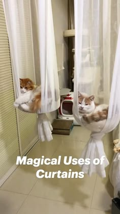 two cats are sitting on curtains in the room