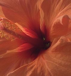 an orange flower with red stamens and yellow stamen in the center, close up