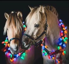 two horses wearing christmas lights on their heads