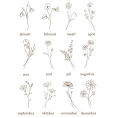 flowers are arranged in different languages on a white background, with the words months written below them