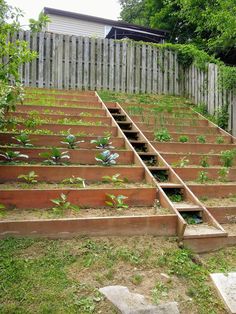 an outdoor vegetable garden with steps leading up to it