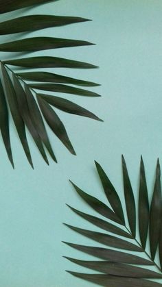 some green leaves on a light blue background