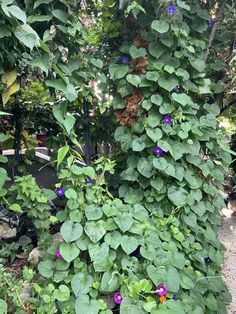 purple and blue flowers growing on the side of a building