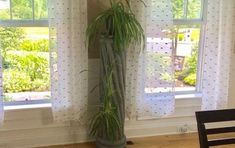 a tall potted plant sitting in front of two windows