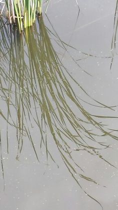 the grass is growing in the water near the shore