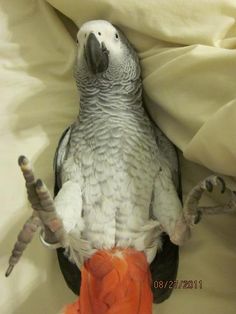 a bird sitting on top of a bed next to a white sheet