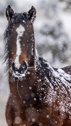 a brown horse standing in the snow