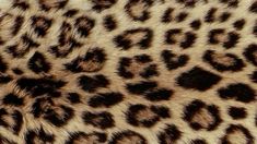 an animal print pattern is shown in brown and black colors on the skin of a cheetah