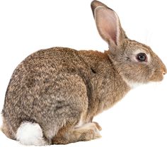 a brown rabbit sitting on top of a white floor