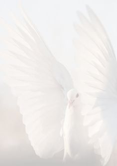 a white bird with its wings spread out