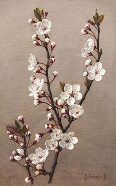 a painting of white flowers on a branch with leaves and buds in front of a brown background