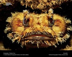 a close up of a puffer fish's face with its mouth open and eyes wide open