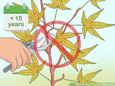 a person is cutting leaves with scissors on a tree that has the date fifteen years