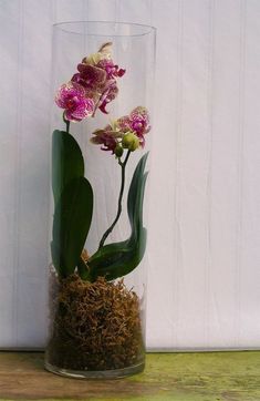 a glass vase filled with flowers and dirt