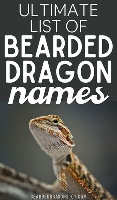 the ultimate list of bearded dragon names