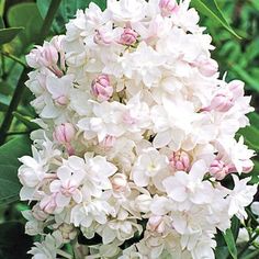 white and pink flowers are blooming in the garden