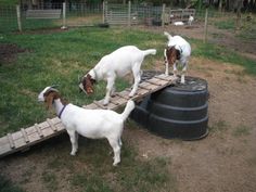 three goats standing on top of a wooden platform in the grass next to a barrel