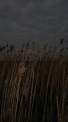 the tall grass is blowing in the wind