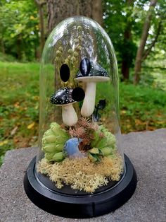 a glass clochel with mushrooms and succulents under it on a rock