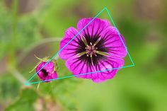 a purple flower with blue lines in the middle and green background, showing an image of a pink flower