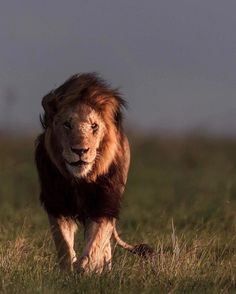 a lion walking across a lush green field