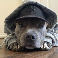 the dog is wearing a baseball cap on his head and has it's paws under its chin