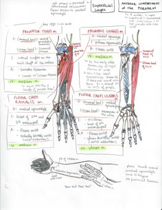 the muscles are labeled in red and blue, with their corresponding labels on each side