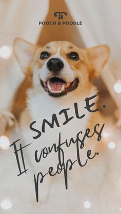 dog quotes smile because it confuses people Quotes Smile, Gifts For Dog Lovers, Like Quotes, Smiling Dogs, Animal Quotes