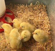 four baby chicks are sitting in a pile of wood shaving next to a red grater